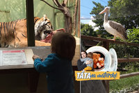 Táta na mateřské: Tipy a triky pro Zoo Praha. Kde nechat spát dítě a proč přijít v zimě