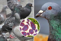 Papouščí nemoc, tuberkulóza a hrozba těhotným: Městští holubi přenášejí nebezpečné infekce