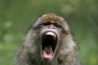 Opice infikované smrtícím herpesem utekly z parku a děsí obyvatele Floridy