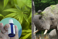 Vystresovaní sloni v zoo dostanou na uklidnění marihuanu. „Tráva“ jim podle vědců chutná