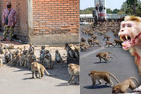 Turisté kvůli covidu zmizeli z thajského Lopburi: Město se změnilo v »planetu opic«!