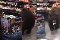 Hladový medvěd zavítal do supermarketu: Odešel s jogurtem, už předtím "nakoupil" chipsy