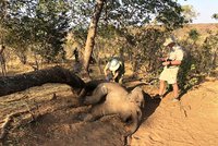U národního parku našli desítky mrtvých slonů. Bude jich přibývat, bojí se správci