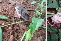 A pak že tráva není škodlivá: Zvědavá myška ochutnala konopí, dva dny o sobě nevěděla!