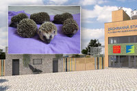 Záchranná stanice ošetřila už 4000 zvířecích pacientů. Jubilanty se stala malá ježčata