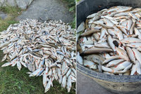 „Ryby ve vodě šílely.“ Smrtící látka v Bečvě je stále záhadou. Rybář: Bylo mi do breku