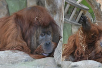 Narozeniny v ústecké zoo: Orangutan Ferda se dožil úctyhodného věku