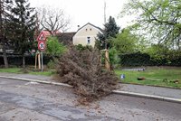 Kůrovec v Praze: Po centru a Ďáblicích kvůli němu padly stromy i v Radotíně