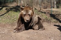 Toužil po trofeji: Lichtenštejnský princ chladnokrevně zastřelil největšího rumunského medvěda
