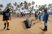 Neštěstí v dovolenkovém ráji: Na souši uvázla stovka velryb, na pomoc přišla armáda