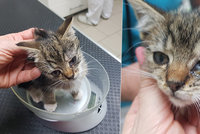 Strážník z Hradce nechal nemocné kotě napospas osudu: Milovníci zvířat zuří, kolegové ho brání