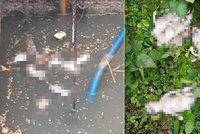 Kriminalisté na Kolínsku vyšetřují smrt deseti štěňat: Nalezena byla v čističce odpadní vody!