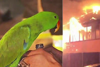 Papoušek zachránil život svému majiteli: Během požáru napodoboval zvuk alarmu!