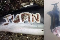 V dovolenkovém ráji našli delfíny s uřezanými hlavami: Jednomu se vrah podepsal nožem na tělo!