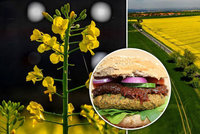 Budeme jíst burgery z řepky? Žlutá pole skrývají „nálož“ bílkovin, říká odborník