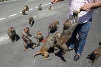 Modřiny, kousance a krádeže z ledničky: Tisíce drzých opic terorizují turistický ráj