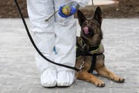 Koronavirová tlapková patrola: Celníci vycvičí šest psů na vyčmuchání nakažených