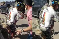Cyklista vjel do výmolu a skončil v trnech: Vypadal jako chodící kaktus, vyndali mu tisíce bodlinek