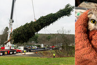 Vyděšená sovička se tři dny skrývala ve vánočním stromě: Našli ji až dělníci, kteří ho stavěli