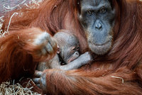 Velká radost v zavřené Zoo Praha: V pavilonu Indonéské džungle se narodil malý orangutan!