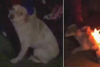 Kruté děti podpálily štěně a hrůzný výjev si natáčely: V agonii prchalo do noci jako ohnivá koule