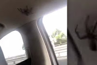 Noční můra těch, kteří se bojí pavouků. Pět žen v autě vyděsil obří tvor