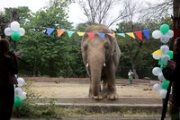 V izolaci a na řetězech. Nejosamělejší slon trpěl roky v zoo, lepší život bude mít i díky celebritám