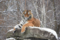 Valentinu čeká daleká cesta: Mladá tygřice odjíždí z Hodonína do Velké Británie