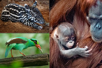 Přírůstek do rodiny orangutanů dostal jméno Pustakawan. Co to znamená?