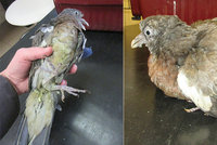 Zachránce se 4 měsíce staral o mládě holuba hřivnáče, ale nevědomky ho trápil: Veterináři ho museli utratit