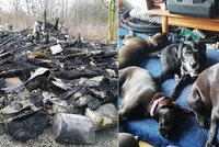 Vánoční tragédie: Jirkovi při požáru uhořelo sedm psů, přišel o všechno! Lidé mohou pomoci ve sbírce