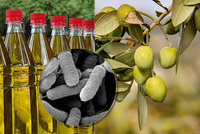 Olivový olej v ohrožení: Zmizí z obchodů? Stromy zabíjí zákeřná bakterie