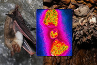 Čeští netopýři nesou protilátky na vzteklinu, odhalili vědci. Hrozí nám nebezpečí?