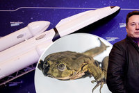 Unikátní výzkum z Brna: Na raketě Space X Elona Muska vyšlou do vesmíru žabí kosmonauty!