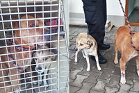 Zvídaví psi si to v Hradci Králové namířili do sexshopu: Z obchodu se jim nechtělo pryč