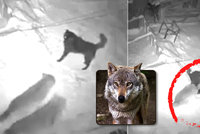 Panika v Beskydech: Vlci zardousili psa uvázaného u boudy! Ochránci zuří
