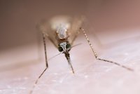 Jižní Morava na prahu komáří kalamity: Na boj už je pozdě!
