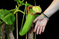 Vzácnost v zavřené botanické zahradě: Vyklíčila chráněná masožravka láčkovka! Podívejte se