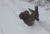 Malé srnče vyděsil a prohnal něčí pes: Mláďátko pak umřelo bez pomoci v hlubokém sněhu