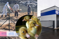 Ptačí chřipka zasáhla i kachny z Pereny. Likvidace potrvá tři dny, pomůžou i hasiči