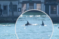 Jedinečná podívaná v Benátkách: Do rušného kanálu doplavali delfíni, s cestou ven jim museli pomoct