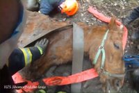 Koník uvízl na Brněnsku v blátě: Díky hasičům se za hodinku opět postavil na nohy