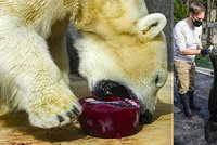 Velikonoční nadílka v Zoo Praha: Lachtan Meloun i lední medvědi si pošmákli na mražených rybách