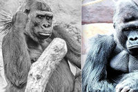 Smrt gorilí samice Bikiry (†25): Mohla za to psychika?