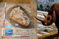 Lovci mamutů v Brně! Archeologové našli 18 tisíc let starou lebku obřího nosorožce