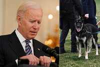 „Prvního psa“ čeká už druhá převýchova. Bidenův ovčák z útulku znovu útočil v Bílém domě
