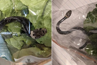 Máma přinesla domů z nákupu nechtěné překvapení: Jejího syna vyděsil jedovatý had v salátu!