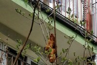 Obyvatele sídliště dva dny děsila podivná bestie číhající na stromě: Byl to jenom zahozený croissant