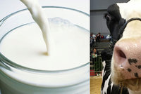 Kravské mléko obsahuje hormony a způsobuje cukrovku? Vědci vyvrací nejčastější mýty