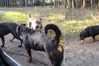 Smečka psů nedaleko Chebu ohrožovala lidi: Po majiteli zvířat pátrá policie